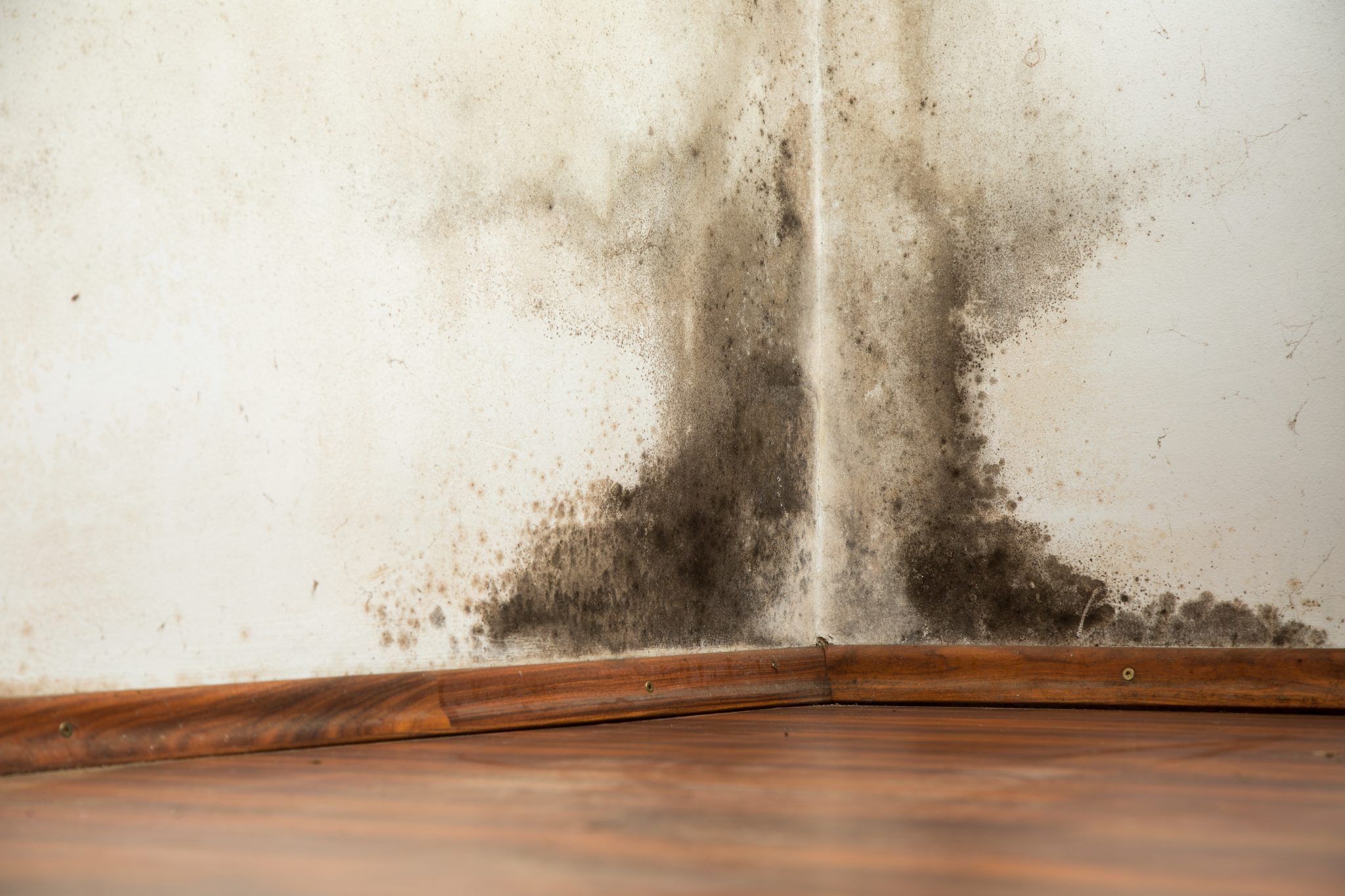  How To Get Rid Of Black Mold Bihires